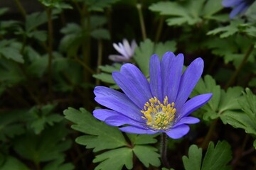 Przypominający niebieską stokrotkę zawilec powabny (Anemone blanda) 