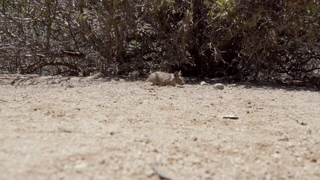 cute little Degus, Octodon, rodents native to South America. Group of Degu sitting at their den in the arid landscape of the atacama desert in Chile at chinchilla sanctuary.