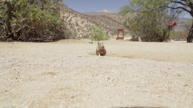cute little Degus, Octodon, rodents native to South America. Group of Degu sitting at their den in the arid landscape of the atacama desert in Chile at chinchilla sanctuary.