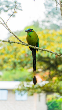 El momoto amaz&oacute;nico o momoto com&uacute;n3​ (Momotus momota), tambi&eacute;n denominado p&aacute;jaro le&oacute;n (en Venezuela), barranquero o barranquillo coronado (en Colombia), relojero amaz&oacute;nico (en Per&uacute;) o burgo (en Argent