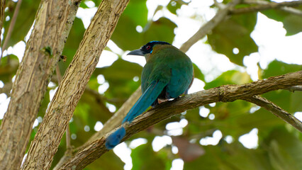 El momoto amazónico o momoto común3​ (Momotus momota), también denominado pájaro león (en Venezuela), barranquero o barranquillo coronado (en Colombia), relojero amazónico (en Perú) o burgo (en Argent
