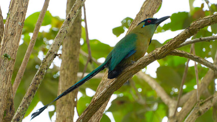 El momoto amazónico o momoto común3​ (Momotus momota), también denominado pájaro león (en Venezuela), barranquero o barranquillo coronado (en Colombia), relojero amazónico (en Perú) o burgo (en Argent
