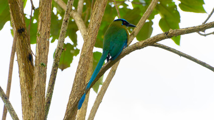 El momoto amazónico o momoto común3​ (Momotus momota), también denominado pájaro león (en Venezuela), barranquero o barranquillo coronado (en Colombia), relojero amazónico (en Perú) o burgo (en Argent