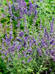 Obraz premium Vertical shot of Russian Sage blooming in a garden
