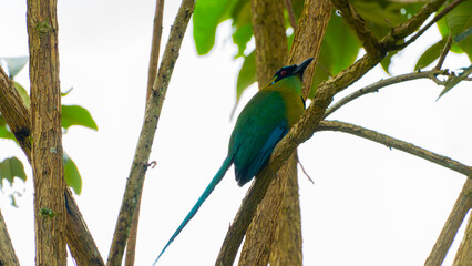 El momoto amazónico o momoto común3​ (Momotus momota), también denominado pájaro león (en Venezuela), barranquero o barranquillo coronado (en Colombia), relojero amazónico (en Perú) o burgo (en Argent
