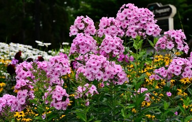 Obraz premium Closeup of blooming pink Phlox flowers