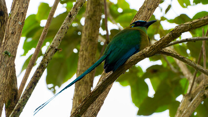 El momoto amazónico o momoto común3​ (Momotus momota), también denominado pájaro león (en Venezuela), barranquero o barranquillo coronado (en Colombia), relojero amazónico (en Perú) o burgo (en Argent