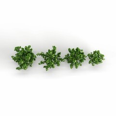 Illustration of a green plant isolated on white background