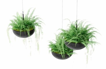 Illustration of a hanging plant isolated on white background