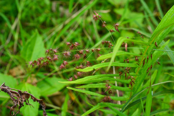 View of withered trees and green meadow in the morning in Wonosobo city park, Indonesia