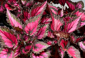 Close-up shot of rex begonia leaves in a garden