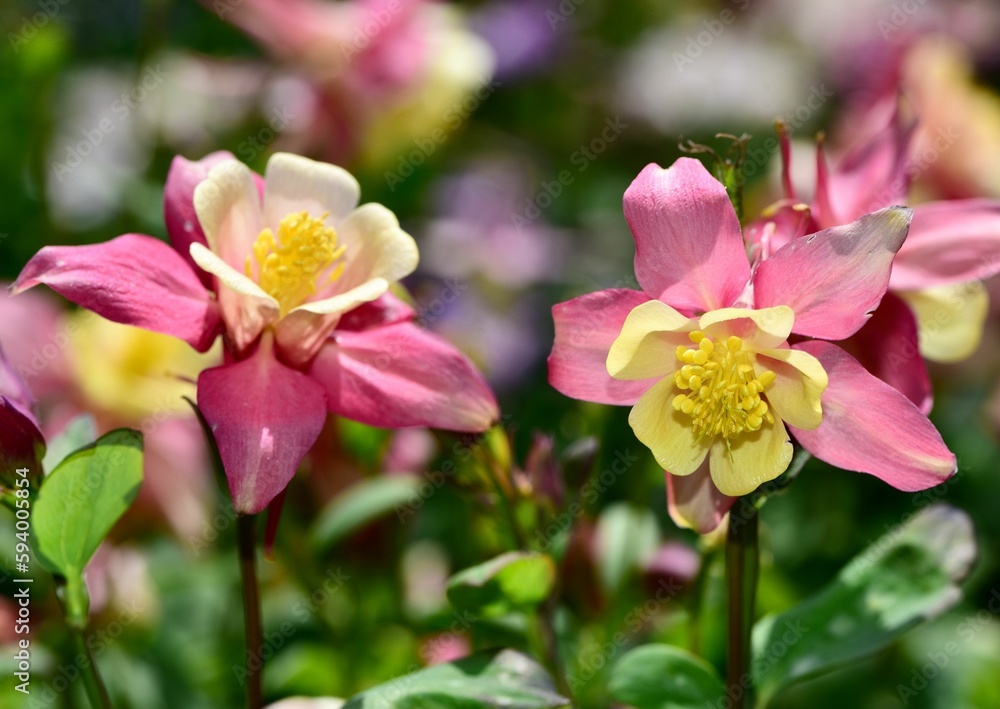 Poster closeup shot of columbine pink and yellow flowers blooming in a garden