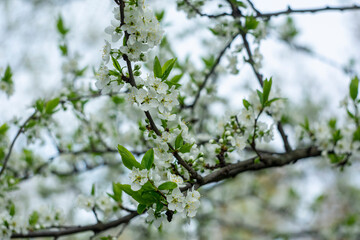 Spring flowering trees. Blurred background with bokeh effect.