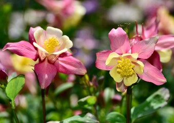 Fototapeta na wymiar Closeup shot of columbine pink and yellow flowers blooming in a garden