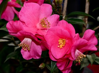 Obraz premium Closeup shot of pink Camellia japonica flowers blooming in a garden