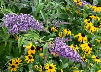 Closeup of purple Buddleia, butterfly bush flowering plant and yellow rudbeckia flowerheads - obrazy, fototapety, plakaty