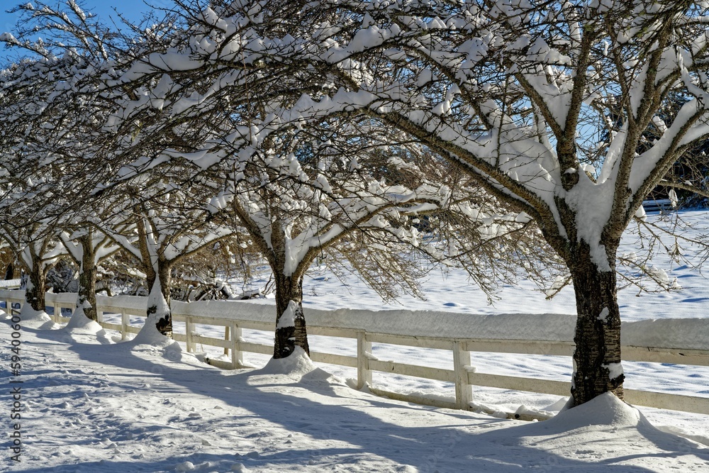 Poster Trees covered with snow in winter in North Saanich, Vancouver Island, Canada