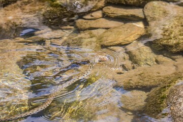 Wild grass snake is shown in the act of biting a trout fish in the Ticino river in Switzerland