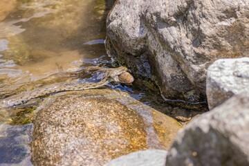 Wild grass snake is shown in the act of biting a trout fish in the Ticino river in Switzerland