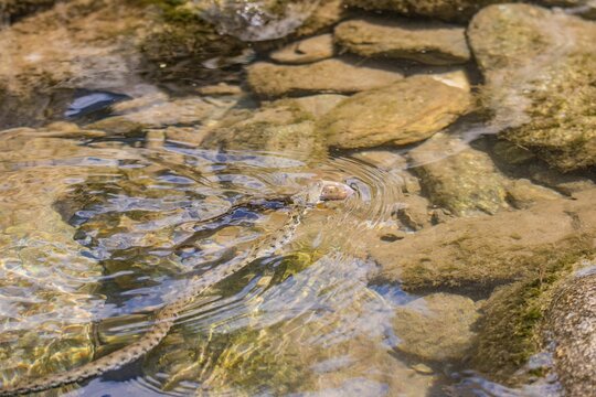 Wild grass snake is shown in the act of biting a trout fish in the Ticino river in Switzerland