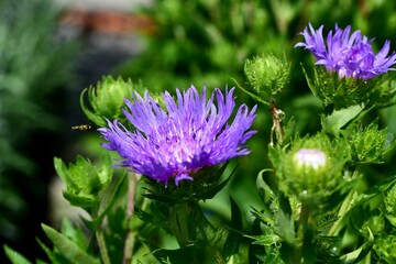 Beautiful view of a Stoke's Aster 'Peachie's Pick' in the garden