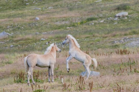 Haflinger am Spluegenpass bei Montespluga