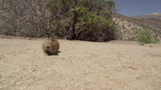 cute little Degus, Octodon, rodents native to South America. Group of Degu sitting at their den in the arid landscape of the atacama desert in Chile at chinchilla sanctuary.