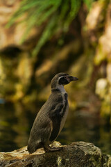 Beautiful Penguin on the rock