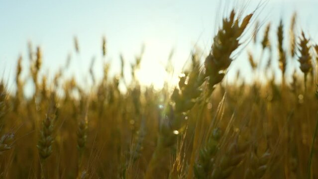 Beautiful riping countriside field during golden sunset time in June. 4k stock video footage of scenic countryside landscape of Ukraine