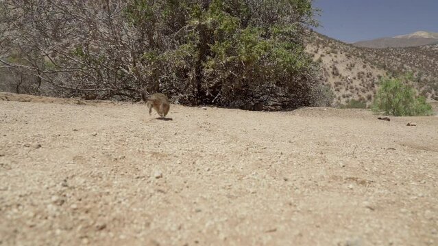cute little Degus, Octodon, rodents native to South America. Group of Degu sitting at their den in the arid landscape of the atacama desert in Chile at chinchilla sanctuary.