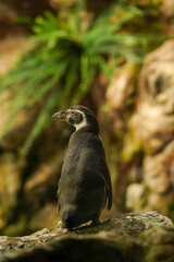 Galapagos Penguin standing on rock, back view