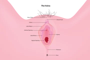 Foto op Plexiglas female external genitalia © KKT Madhusanka