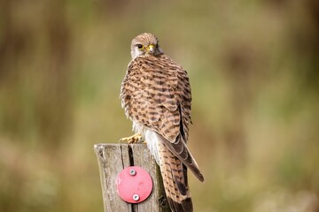 Closeup of a common kestrel perched on a wooden post