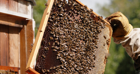 Apiary keeper inspecting a frame of a beehive. Bee farm worker looking at condition of cells. Busy insects collectively working in colony 