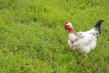 Photo of white hen with bare neck in a green meadow. Concept of domestic animals.