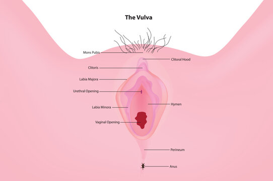 female external genitalia