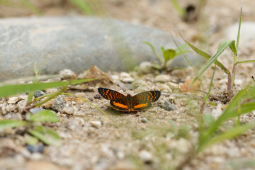 Picture of orange and black butterflies resting on the ground. Concept of insects, wildlife and nature.