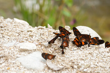 Picture of orange and black butterflies resting on the ground. Concept of insects, wildlife and nature.