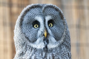Closeup of great gray owl looking towards