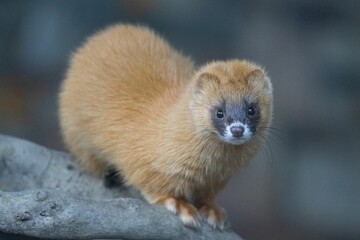 Small Siberian skunk perching on wood