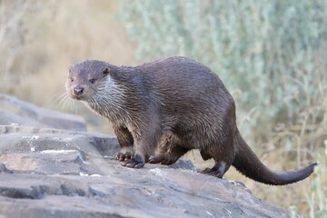 Otter perching on wet rock
