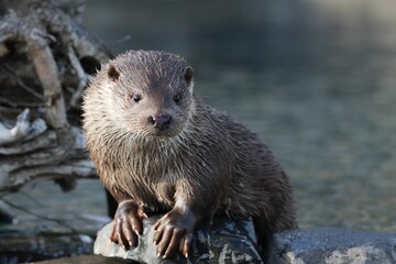 Otter perching on wet rock