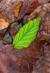 Green beech leaf on top of fallen leaves layers on the ground in the wood in wintertime