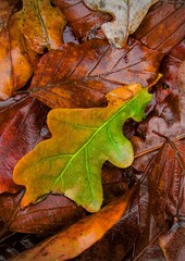 Acorn top of fallen leaves layers on the ground in the wood in wintertime