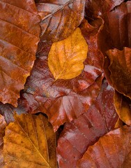Single dry beech leaf on top of fallen leaves layers on the ground in the wood in wintertime