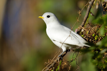 Yellow-billed Cotinga