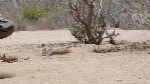 cute little Degus, Octodon, rodents native to South America. Group of Degu sitting at their den in the arid landscape of the atacama desert in Chile at chinchilla sanctuary.