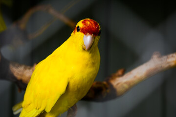 yellow macaw