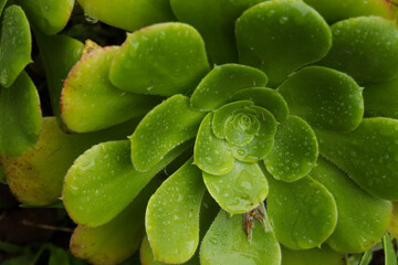 Fototapeta premium Photo of Crassulaceae macro with raindrops. Concept of wild plants.