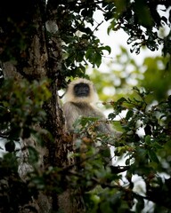 Close-up shot of an Indian langur monkey perched in a lush green tree